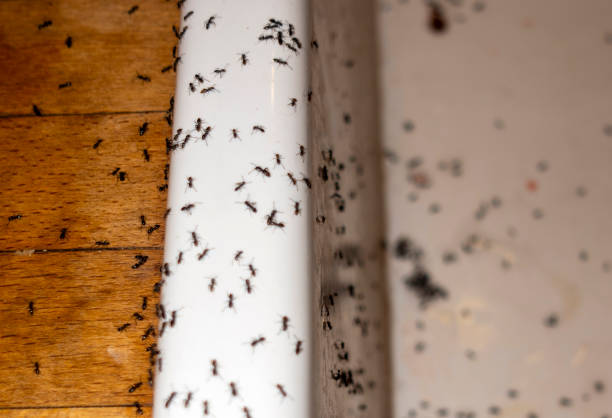 Flea Control Services in Terrace Park, OH