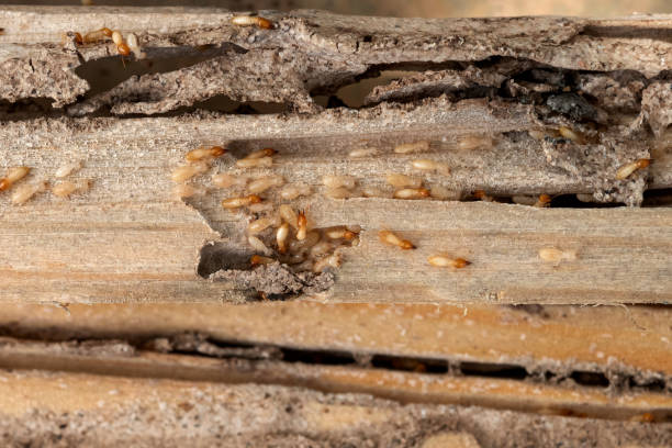 Best Termite Control Services  in Terrace Park, OH