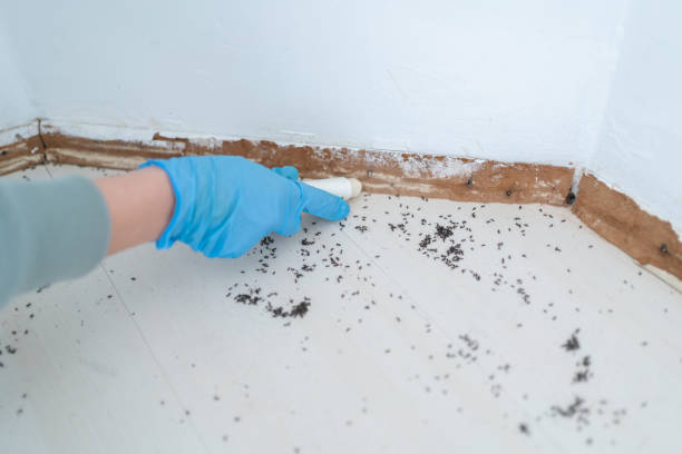 Best Wasp Removal Services  in Terrace Park, OH